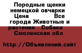 Породные щенки немецкой овчарки › Цена ­ 24 000 - Все города Животные и растения » Собаки   . Смоленская обл.